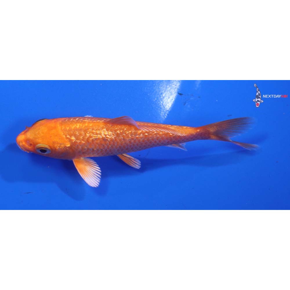 4” Imported Gin Rin Orenji Ogon