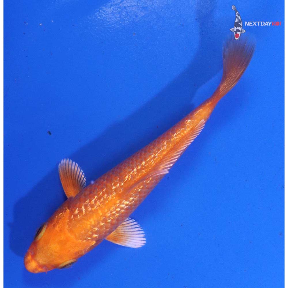 4” Imported Gin Rin Orenji Ogon