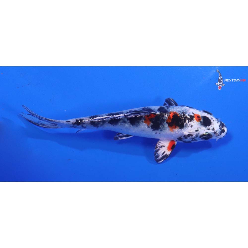 4” Imported Yamato Nishiki