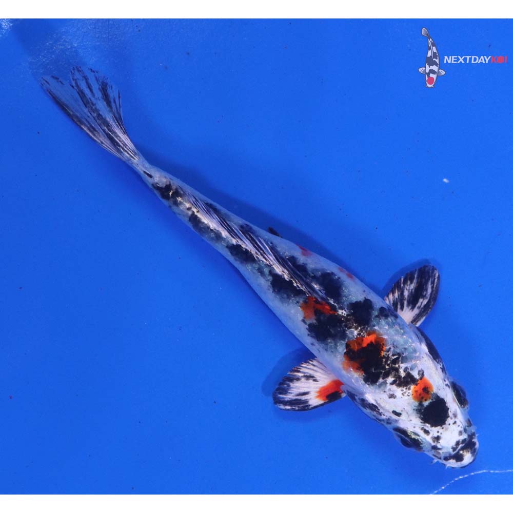 4” Imported Yamato Nishiki