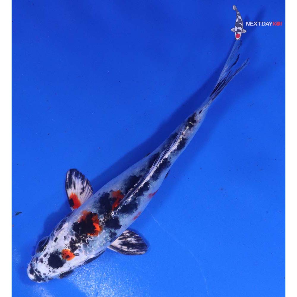 4” Imported Yamato Nishiki