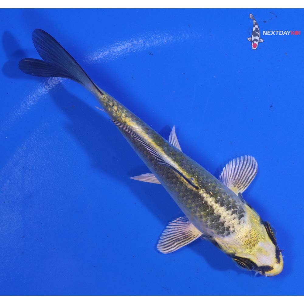 4” Imported Kujaku