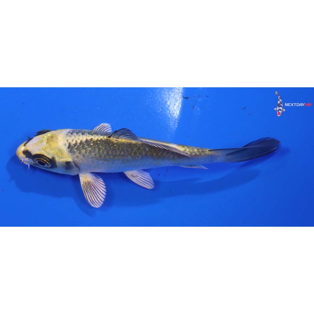 4” Imported Kujaku