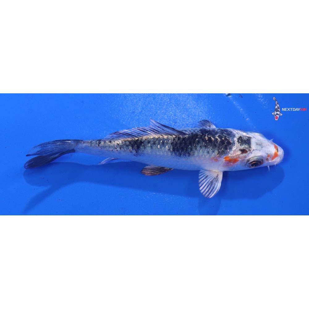 4” Imported Yamato Nishiki