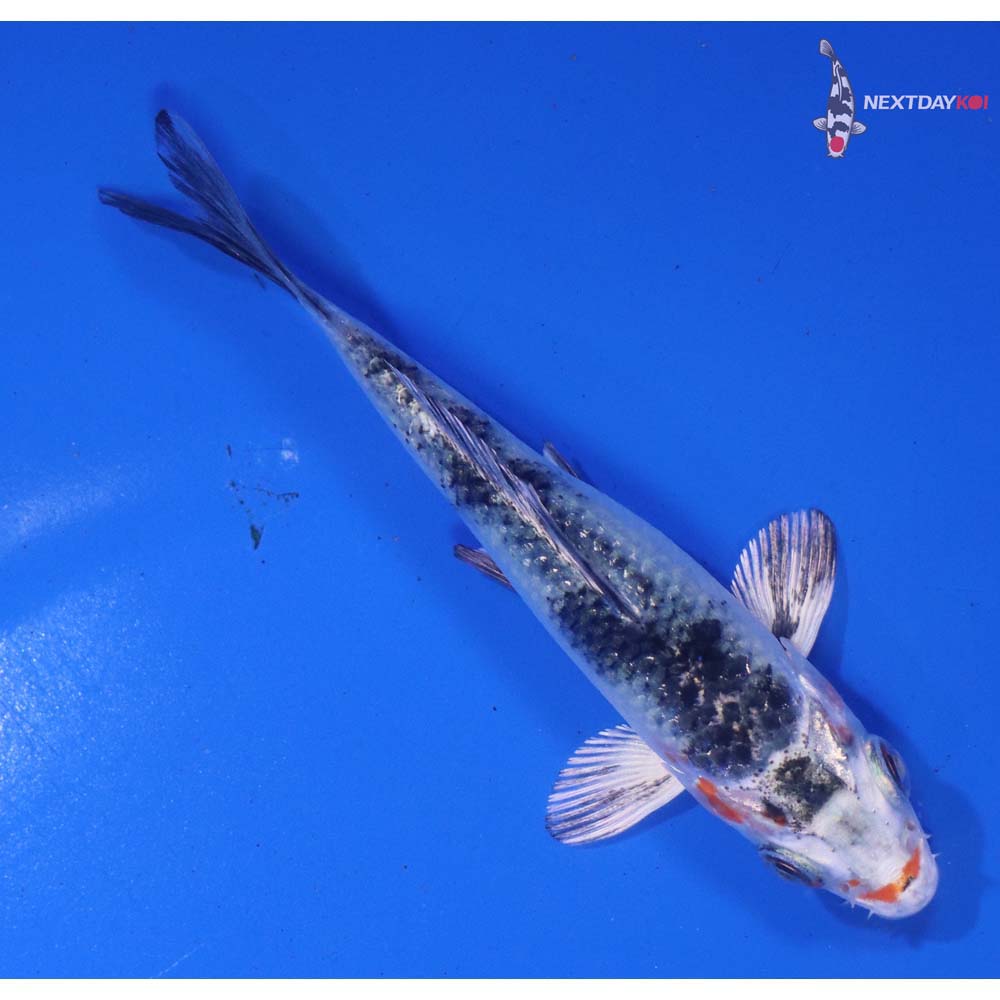 4” Imported Yamato Nishiki