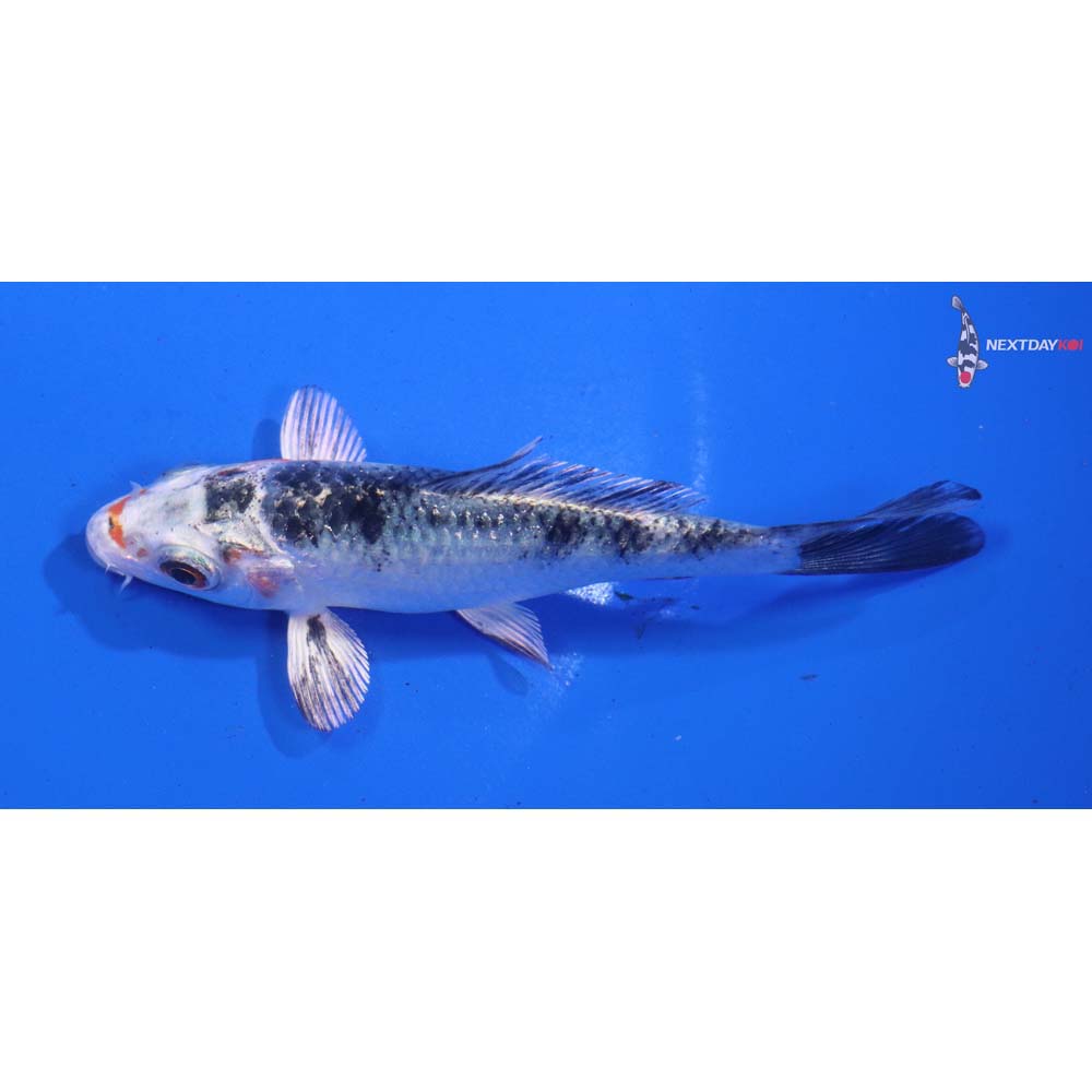 4” Imported Yamato Nishiki