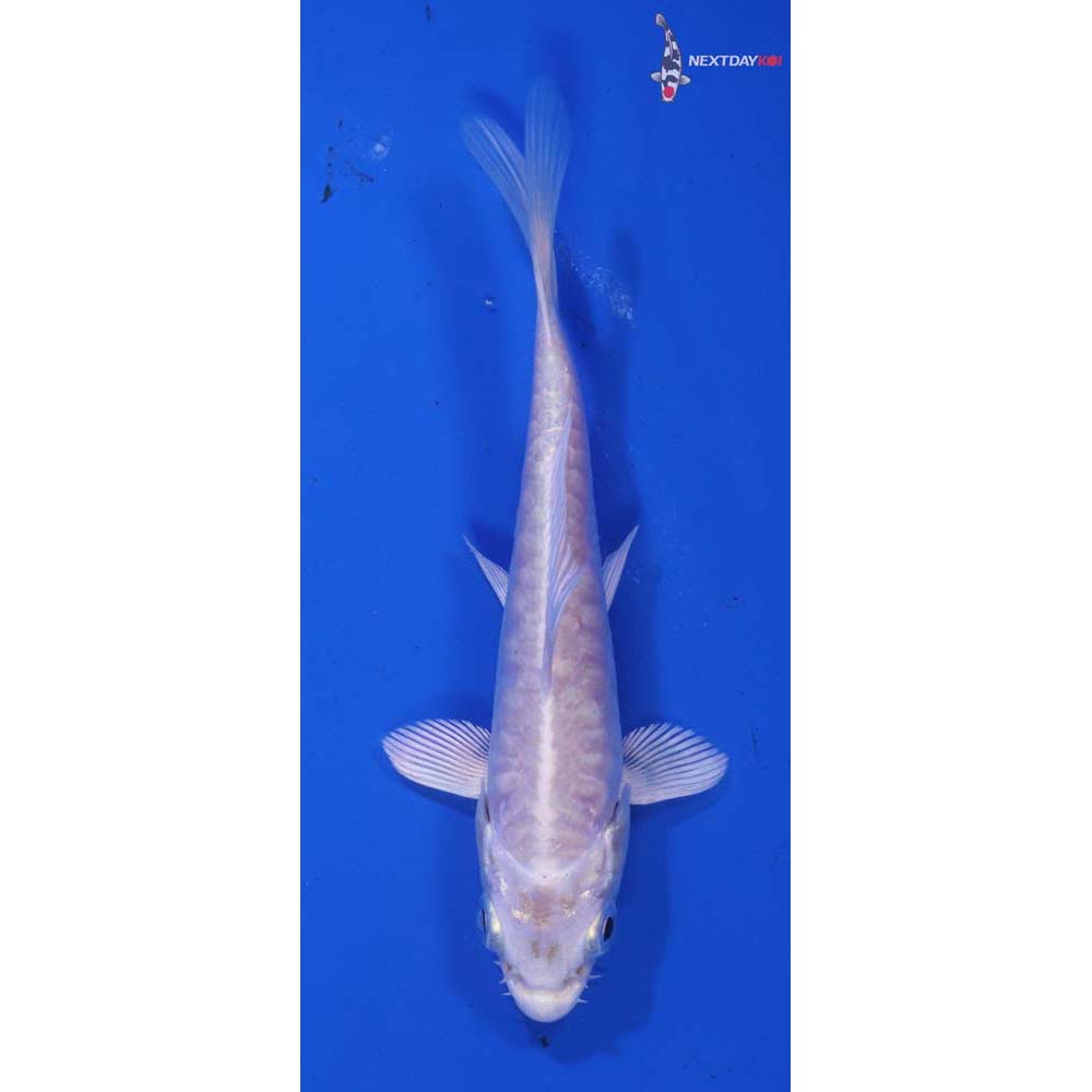 4” Imported Armor Scaled Platinum Ogon