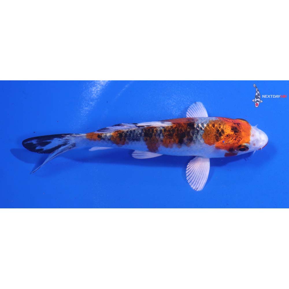 4” Imported Yamato Nishiki