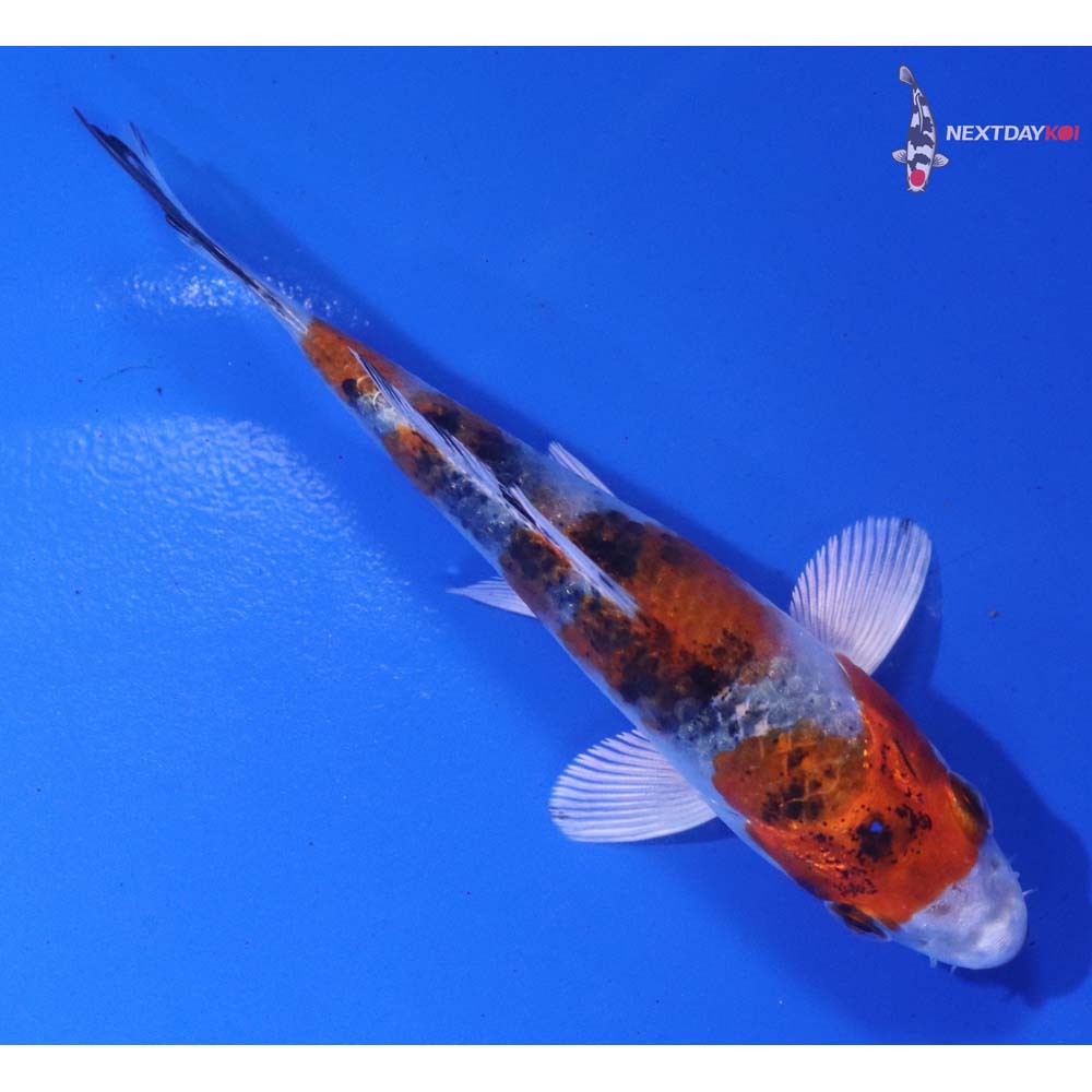 4” Imported Yamato Nishiki