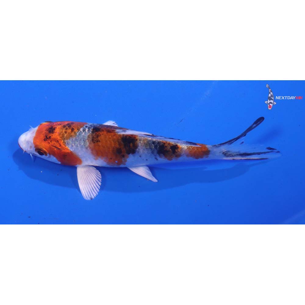 4” Imported Yamato Nishiki