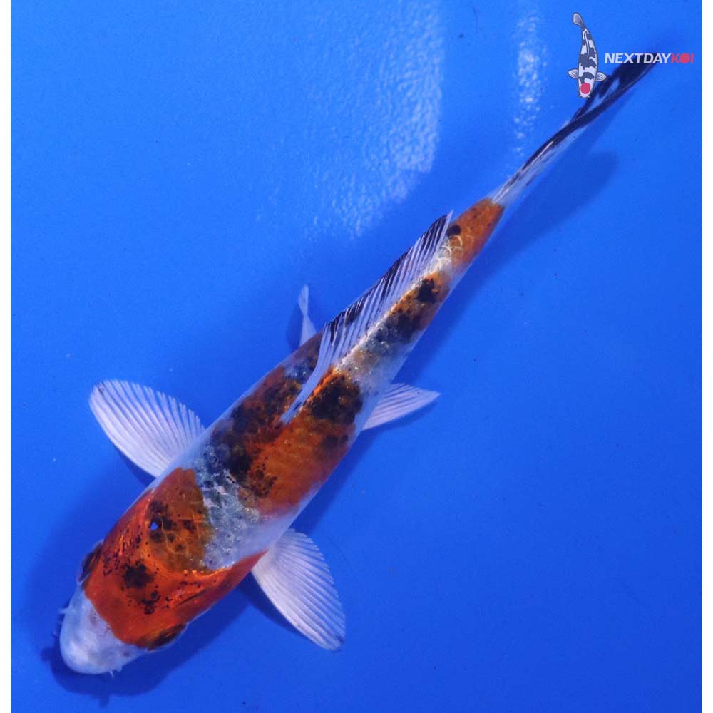 4” Imported Yamato Nishiki