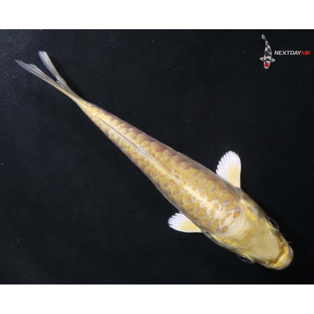 4” Imported Armor Scaled Yamabuki Ogon