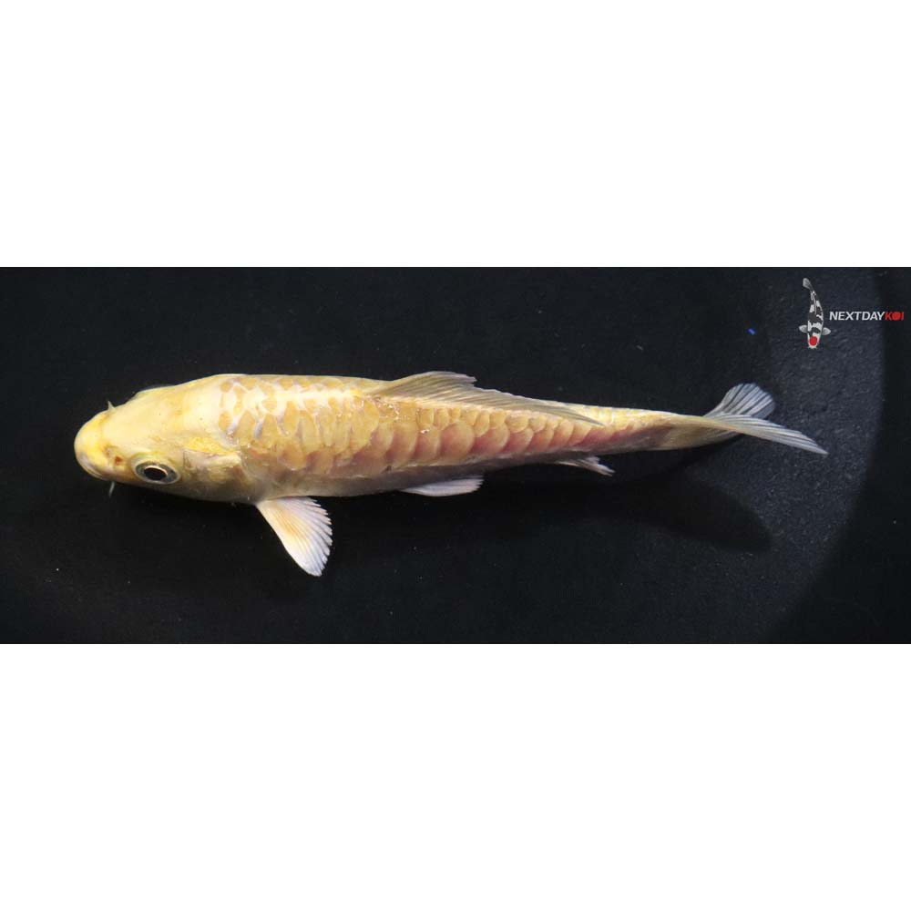 4” Imported Armor Scaled Yamabuki Ogon