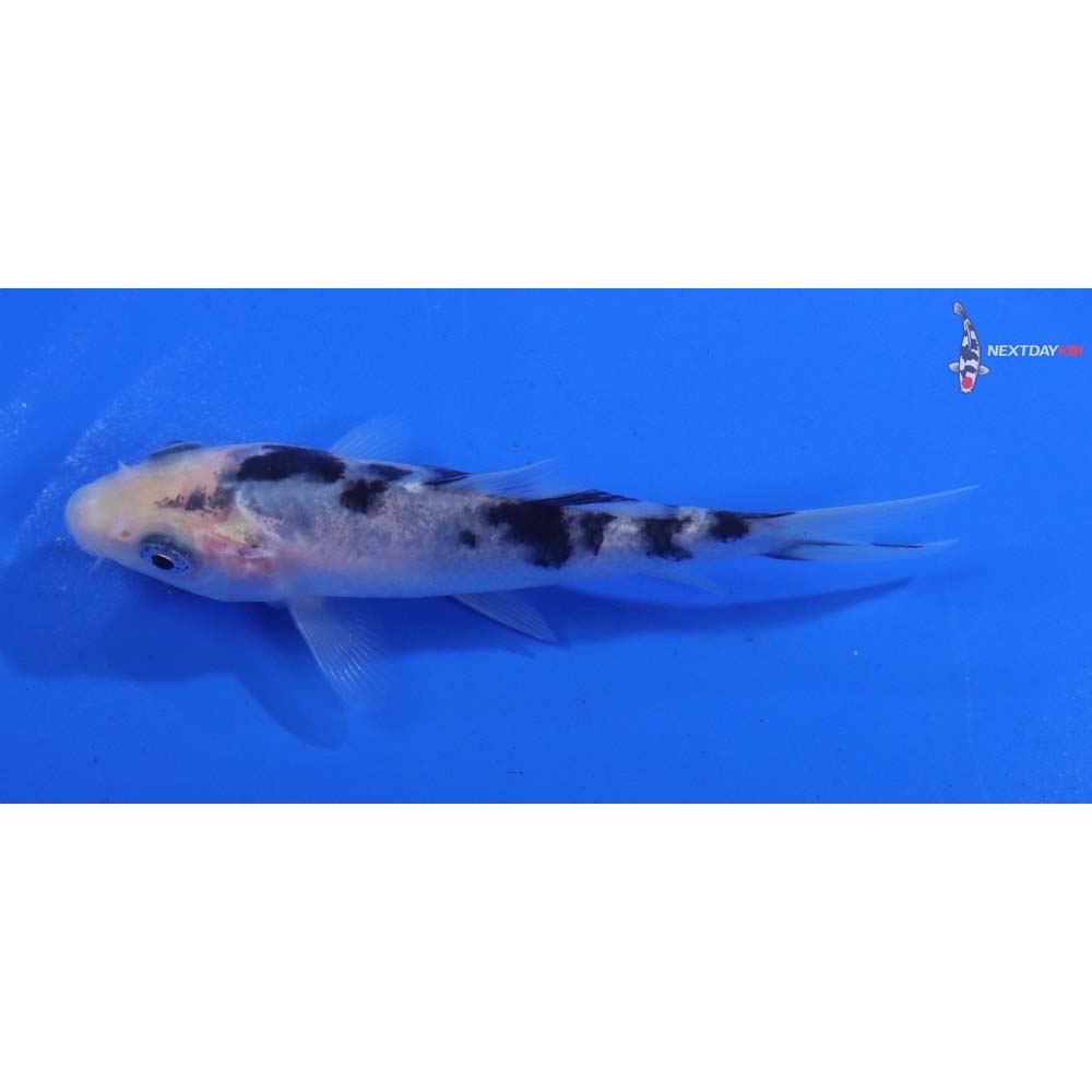 3.5” Imported Shiro Bekko