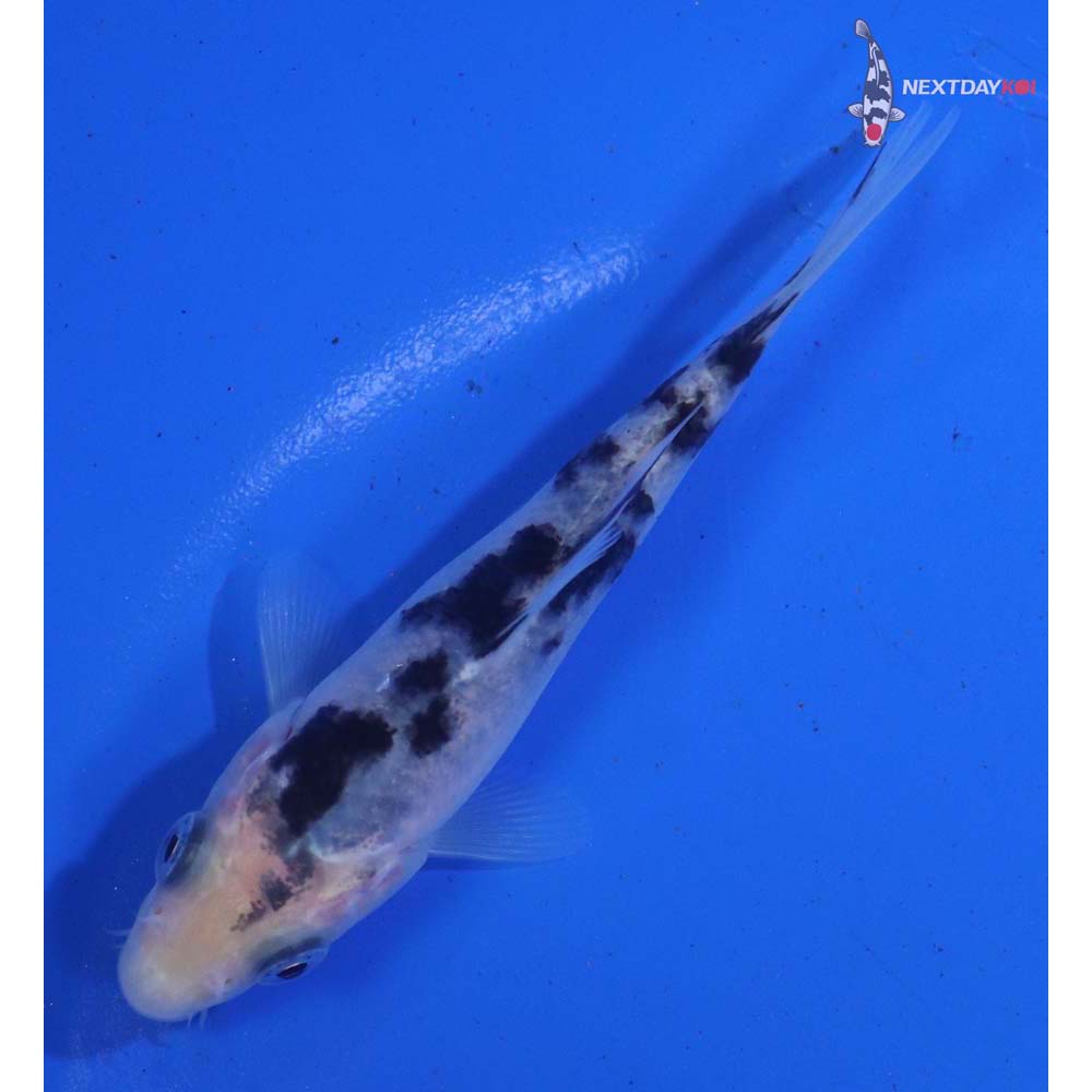 3.5” Imported Shiro Bekko