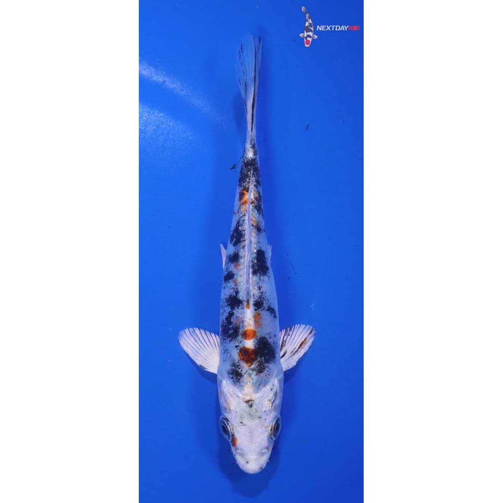 5” Imported Heisei Nishiki