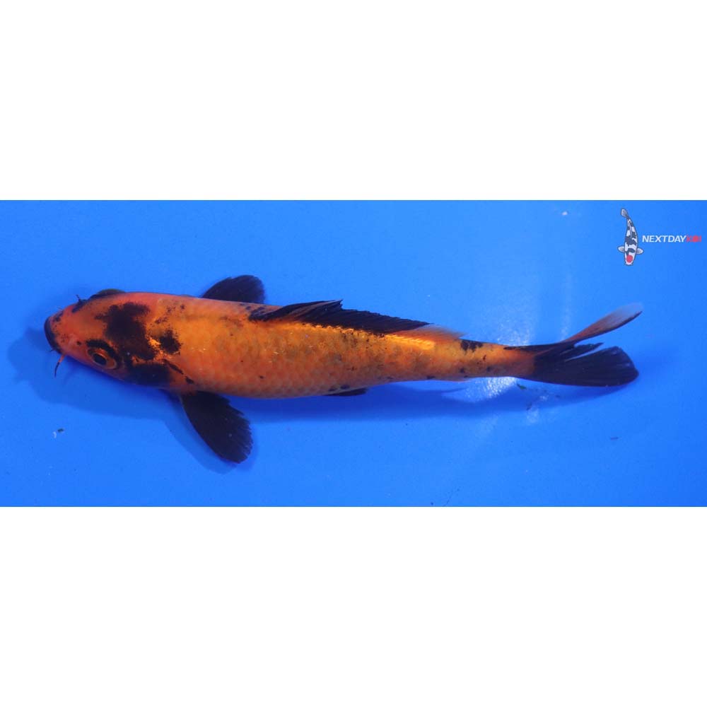 5” Imported Aka Bekko