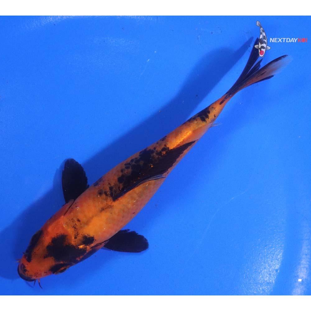 5” Imported Aka Bekko