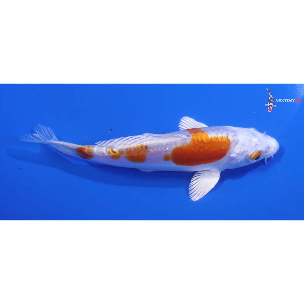 5” Imported Heisei Nishiki