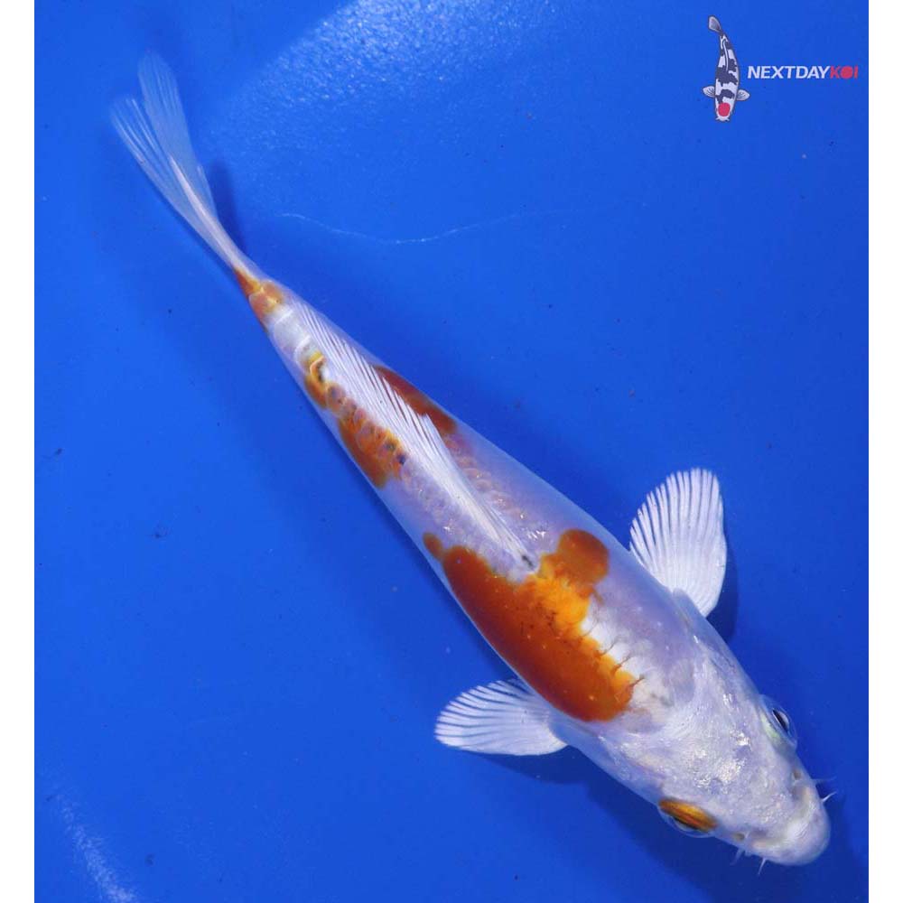 5” Imported Heisei Nishiki