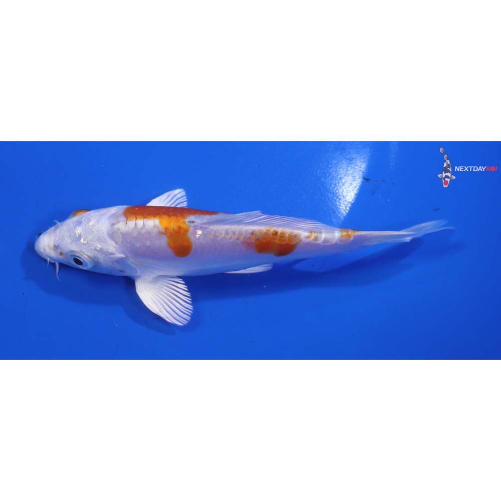 5” Imported Heisei Nishiki