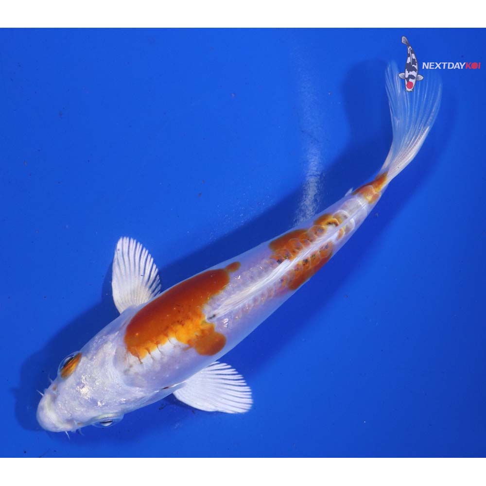 5” Imported Heisei Nishiki