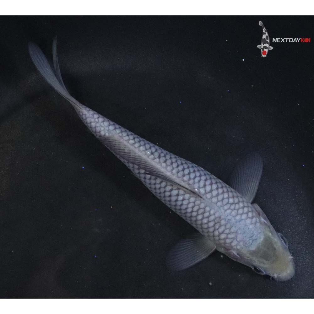 5” Imported Soragoi