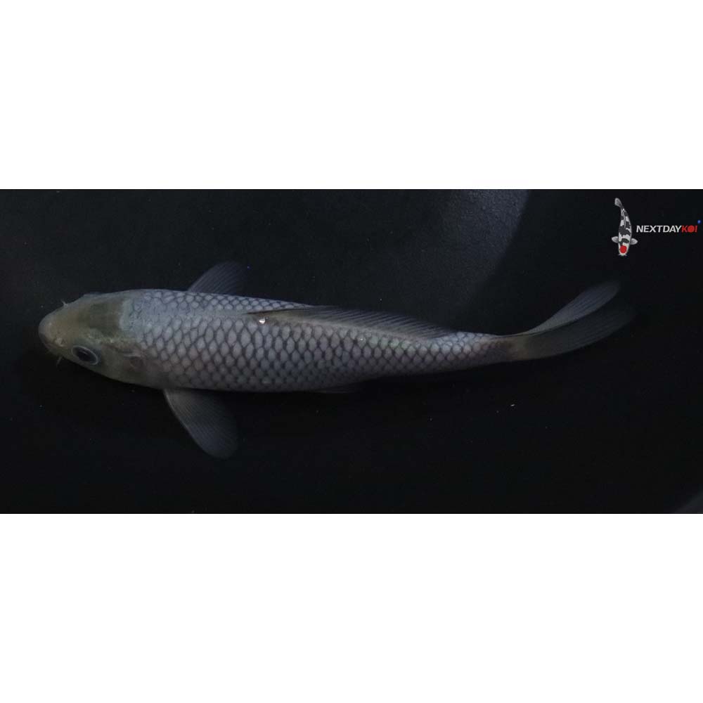 5” Imported Soragoi