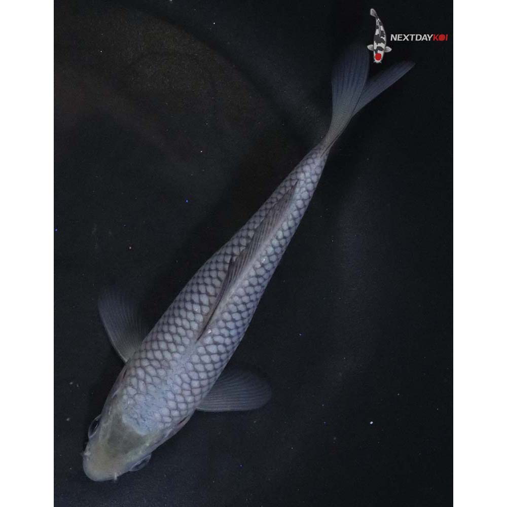 5” Imported Soragoi