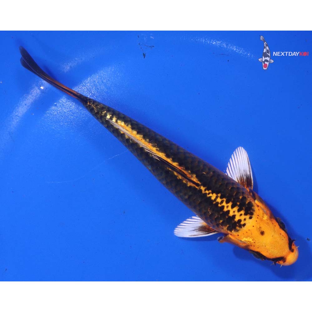 5.5” Imported Orenji Matsuba