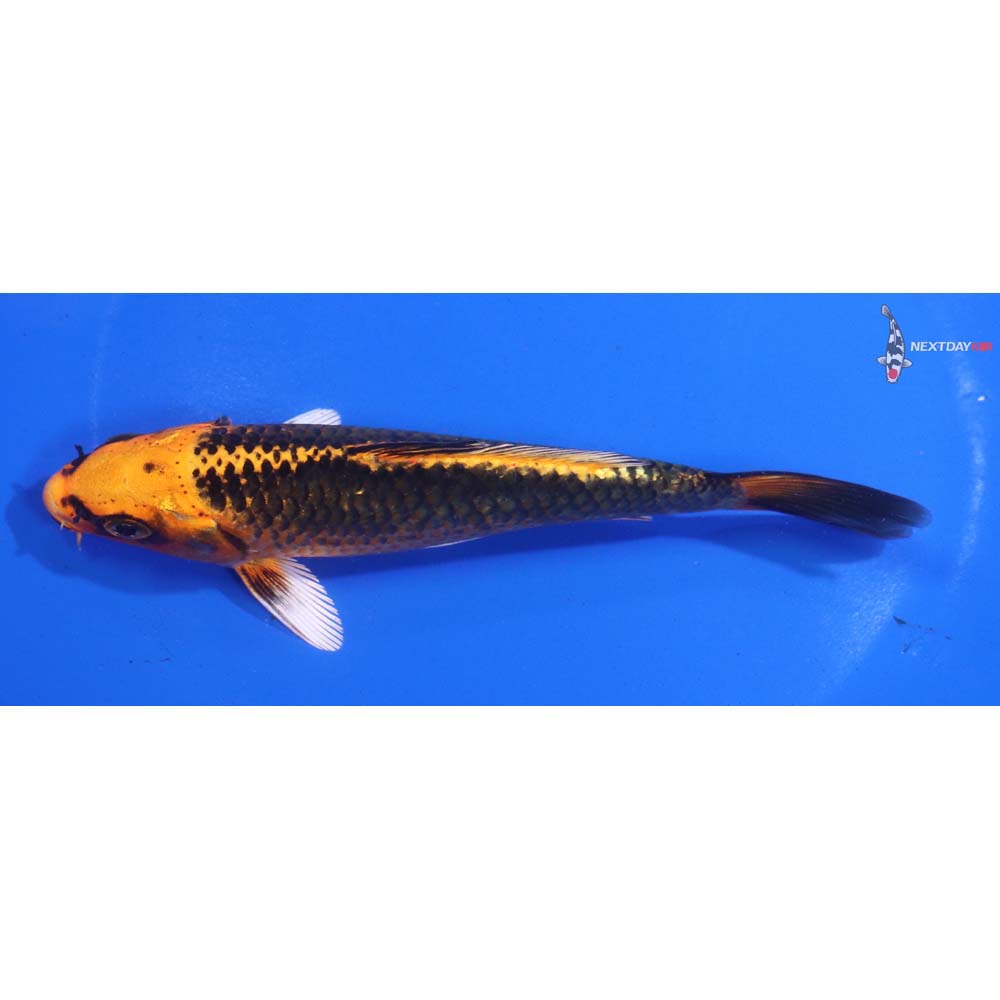 5.5” Imported Orenji Matsuba