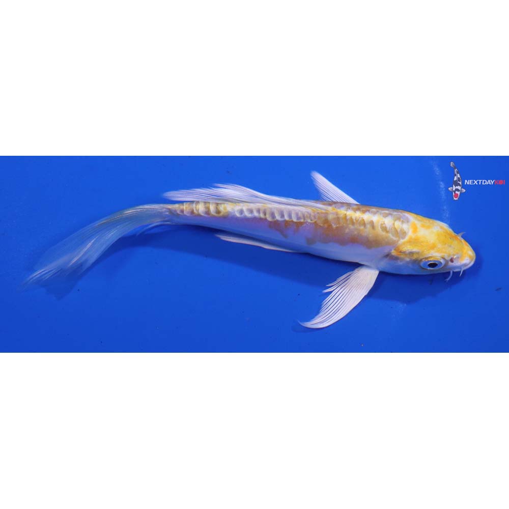 5.5” Imported Doitsu Lemon Hariwake Butterfly Koi