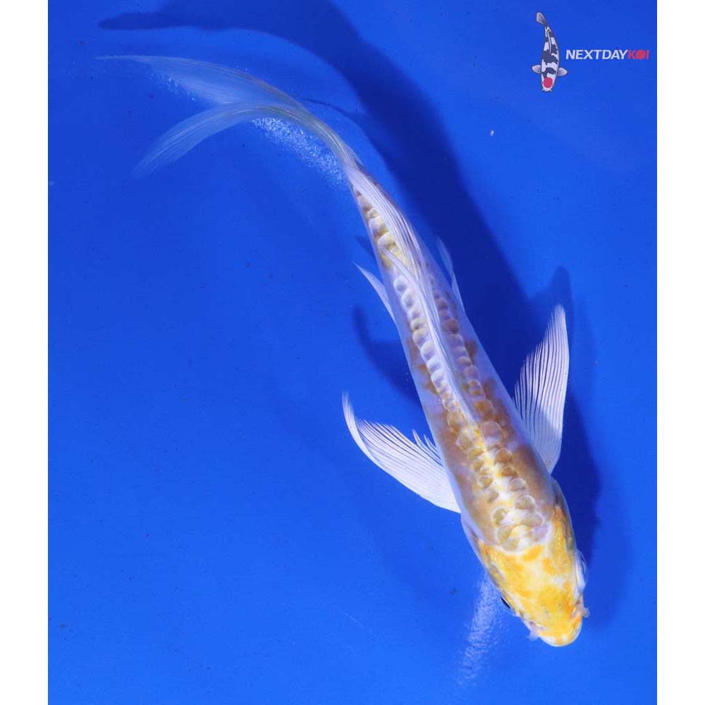 5.5” Imported Doitsu Lemon Hariwake Butterfly Koi