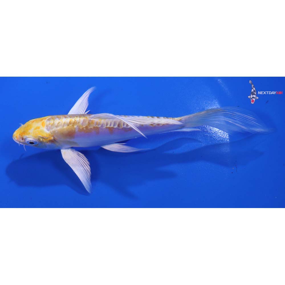 5.5” Imported Doitsu Lemon Hariwake Butterfly Koi