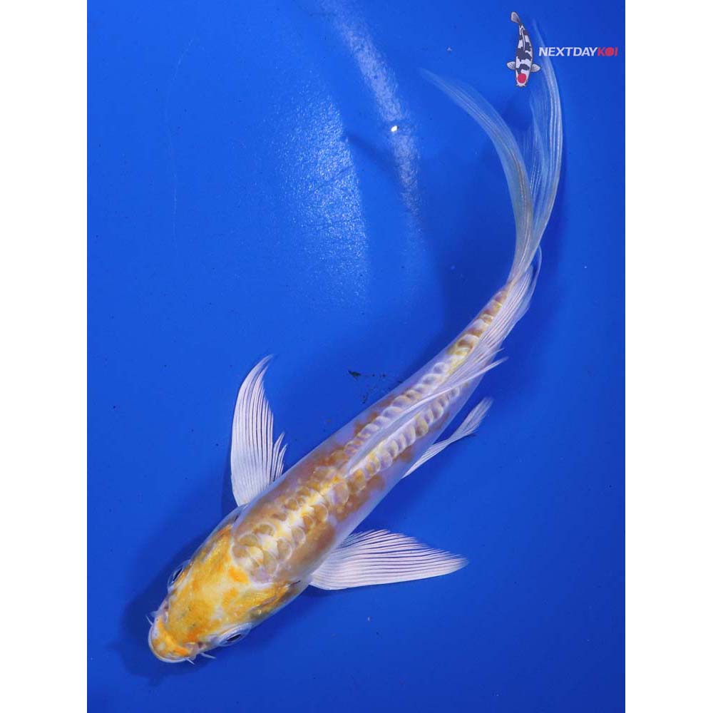 5.5” Imported Doitsu Lemon Hariwake Butterfly Koi