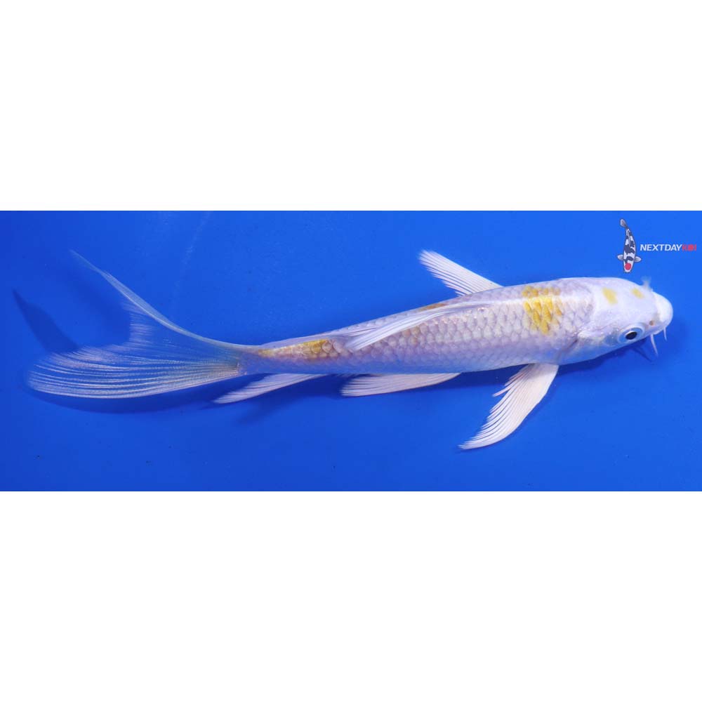 5.5β Imported Lemon Hariwake Butterfly Koi