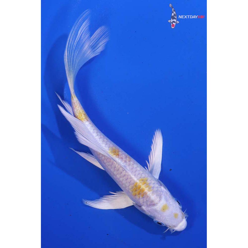 5.5β Imported Lemon Hariwake Butterfly Koi