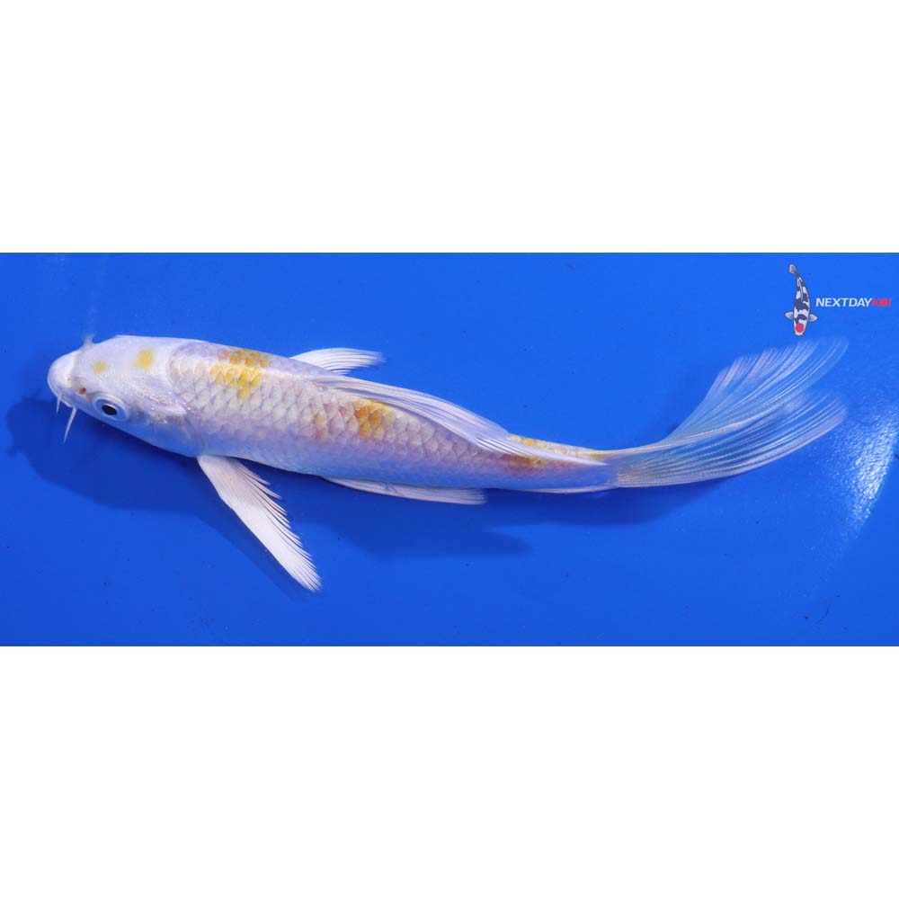 5.5β Imported Lemon Hariwake Butterfly Koi