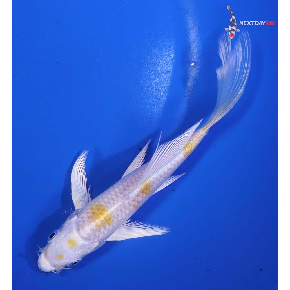 5.5β Imported Lemon Hariwake Butterfly Koi