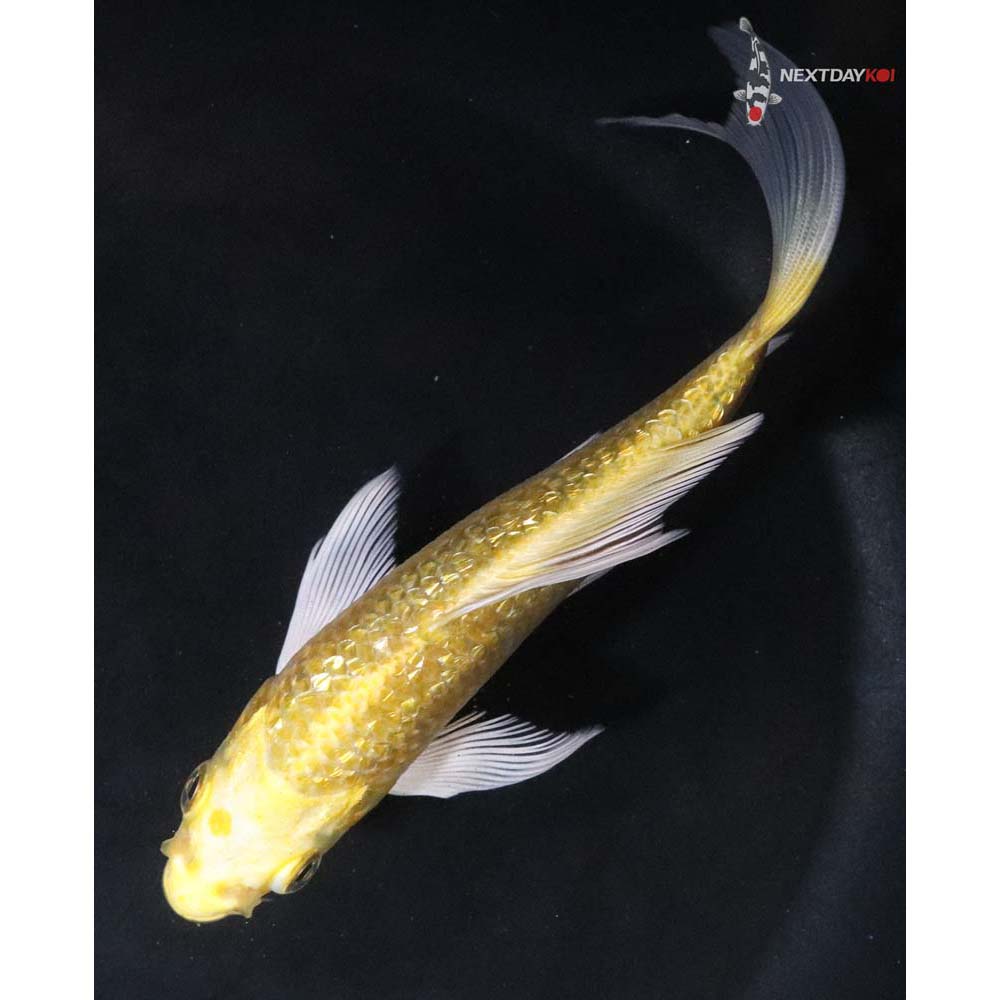 5.5” Imported Gin Rin Yamabuki Ogon Butterfly Koi