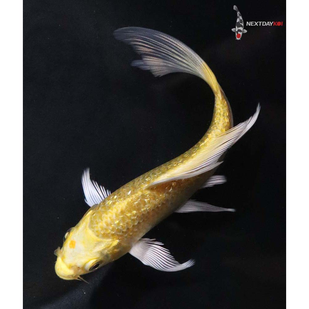 5.5” Imported Gin Rin Yamabuki Ogon Butterfly Koi