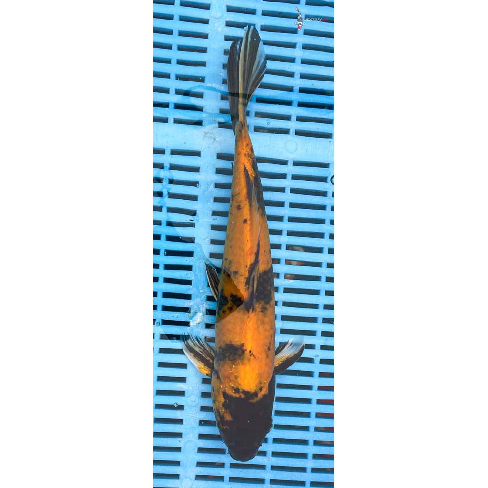 12-14” Imported Kin Hi Utsuri