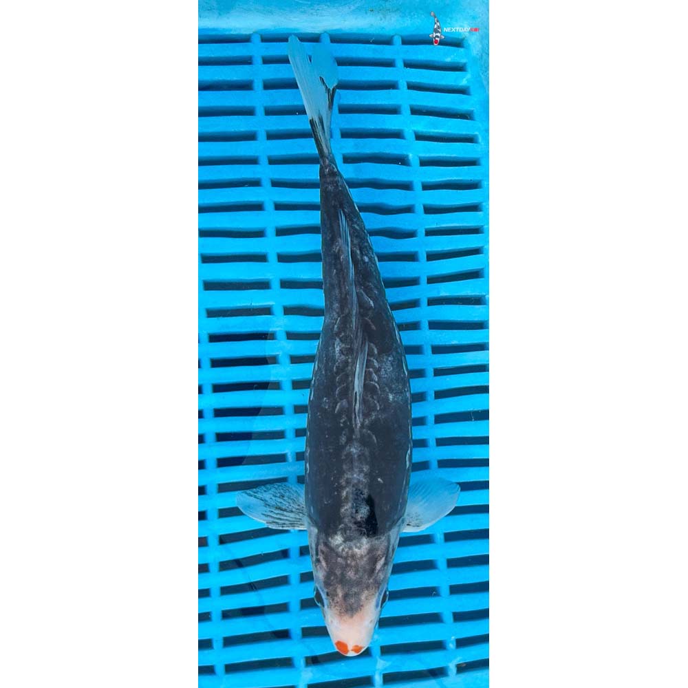 10-12” Imported Beni Kumonryu