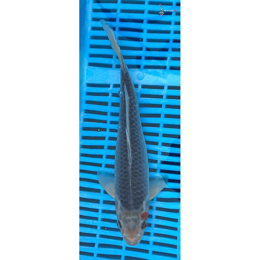 10-12” Imported Asagi