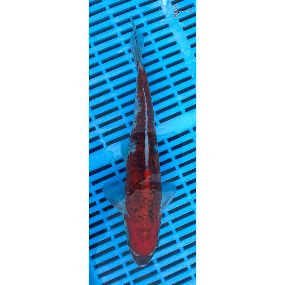 10-12” Imported Goshiki