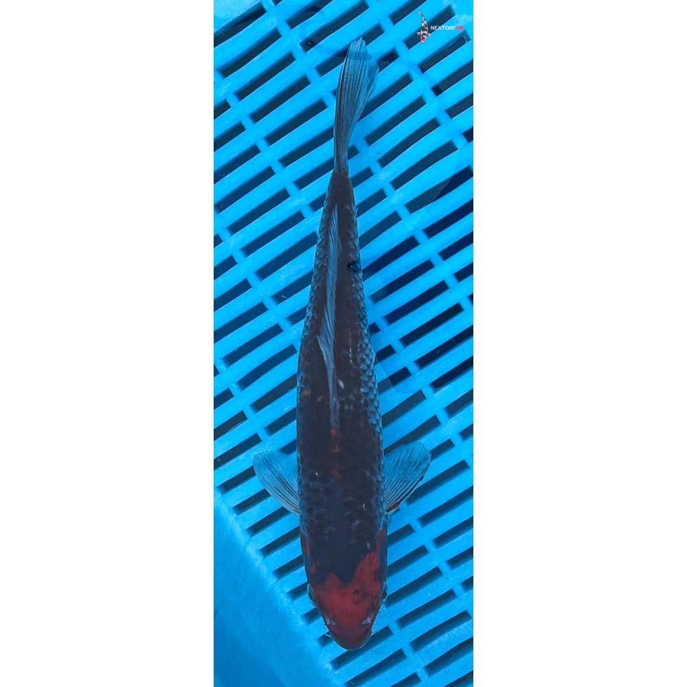 10-12” Imported Sanke