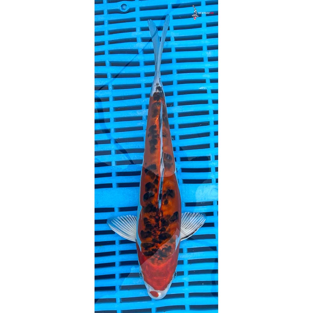 10-12” Imported Heisei Nishiki