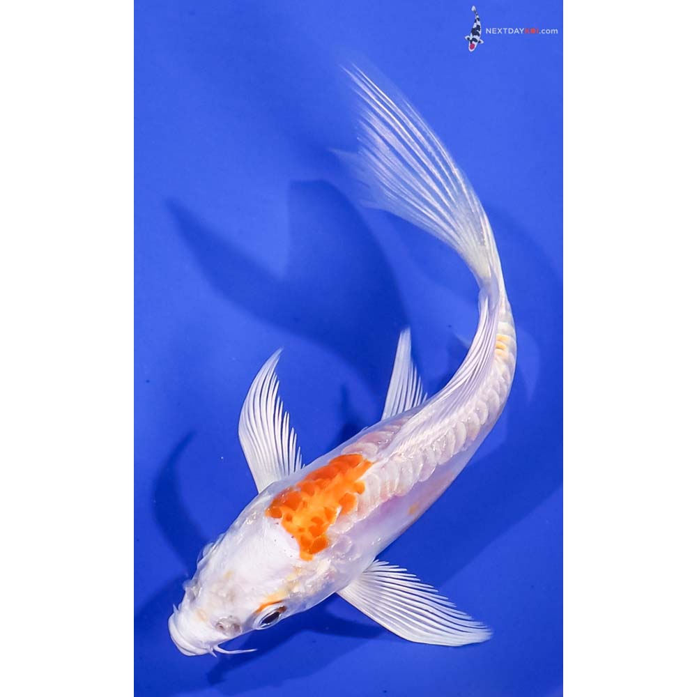 4.5” Imported Kikusui Butterfly Koi