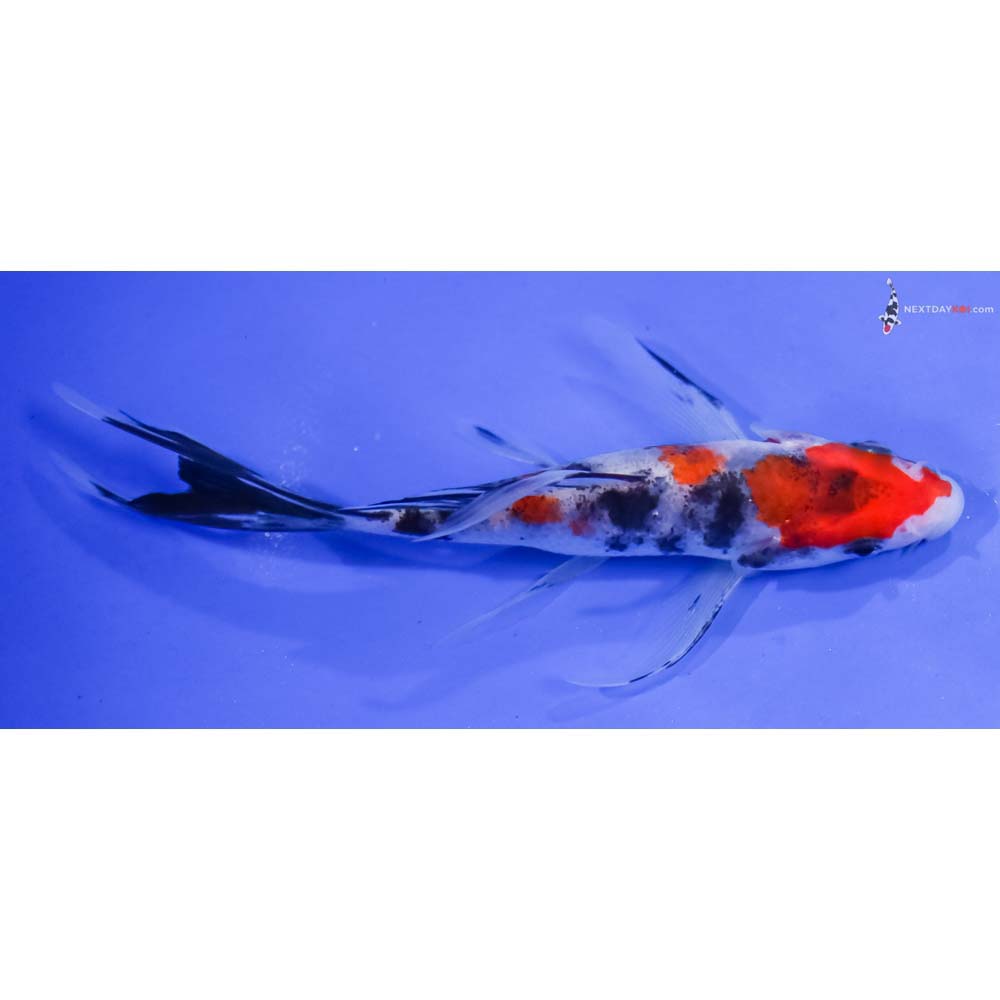 5” Imported Sanke Butterfly Koi