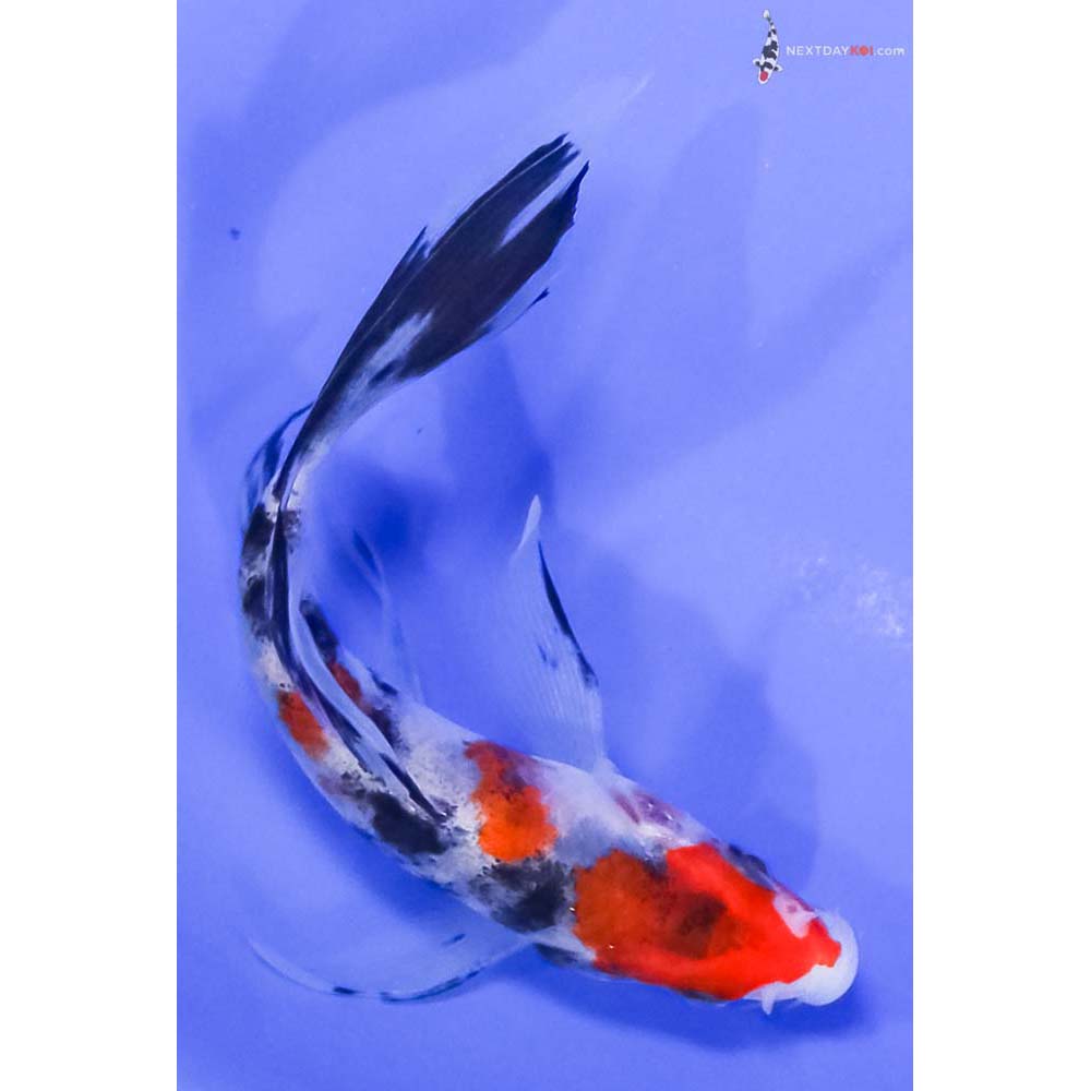 5” Imported Sanke Butterfly Koi